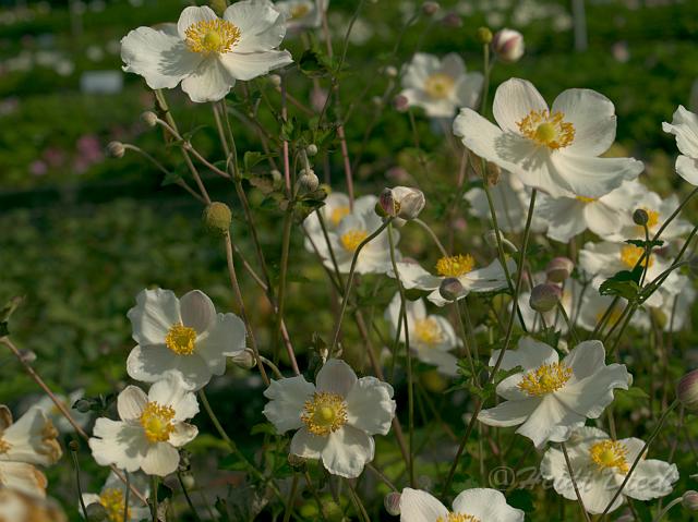 hybrAndrea Atkinson4.jpg - Anemone hybr Andrea Atkinson